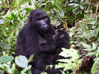 gorilla preservation