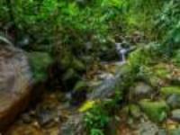 Amazonia