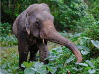 elephant tracking