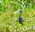 heron with frog