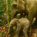 elephants